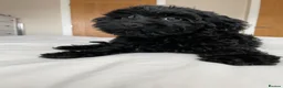 Cockapoo dogs for sale: Health tested, fully vaccinated, F1 Toy cockapoos - Advert 3