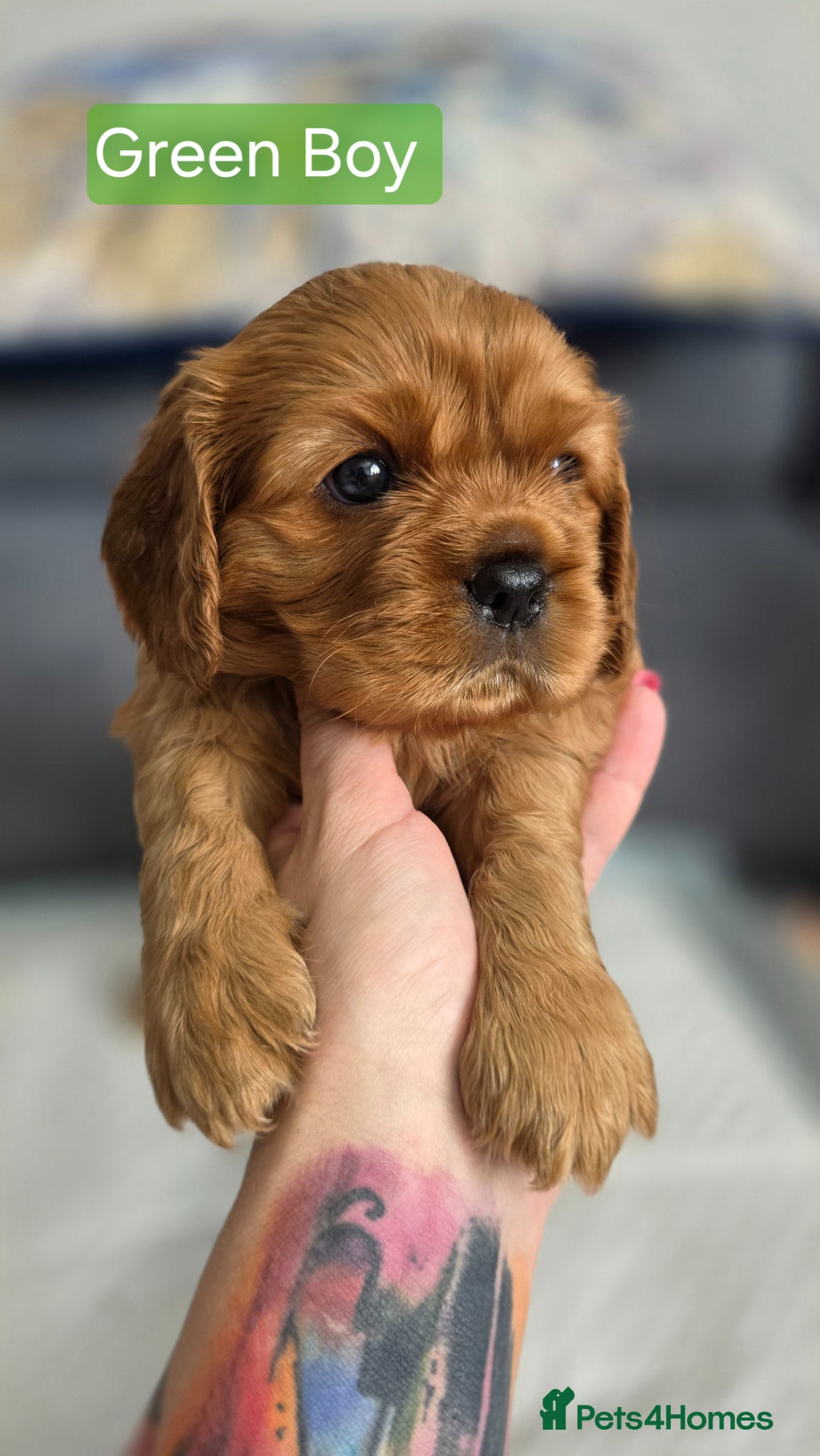 Cavalier King Charles Spaniel dogs for sale: Beautiful Cavalier King Charles Spaniel  in Nottingham - Advert 16