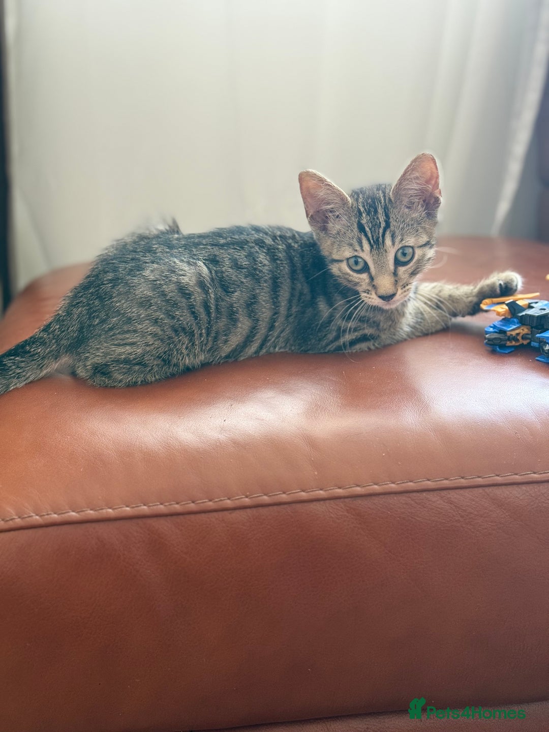 Mixed Breed cats for sale: Cute kitten  - Image 2