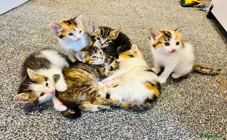 Mixed Breed cats - Advert 2