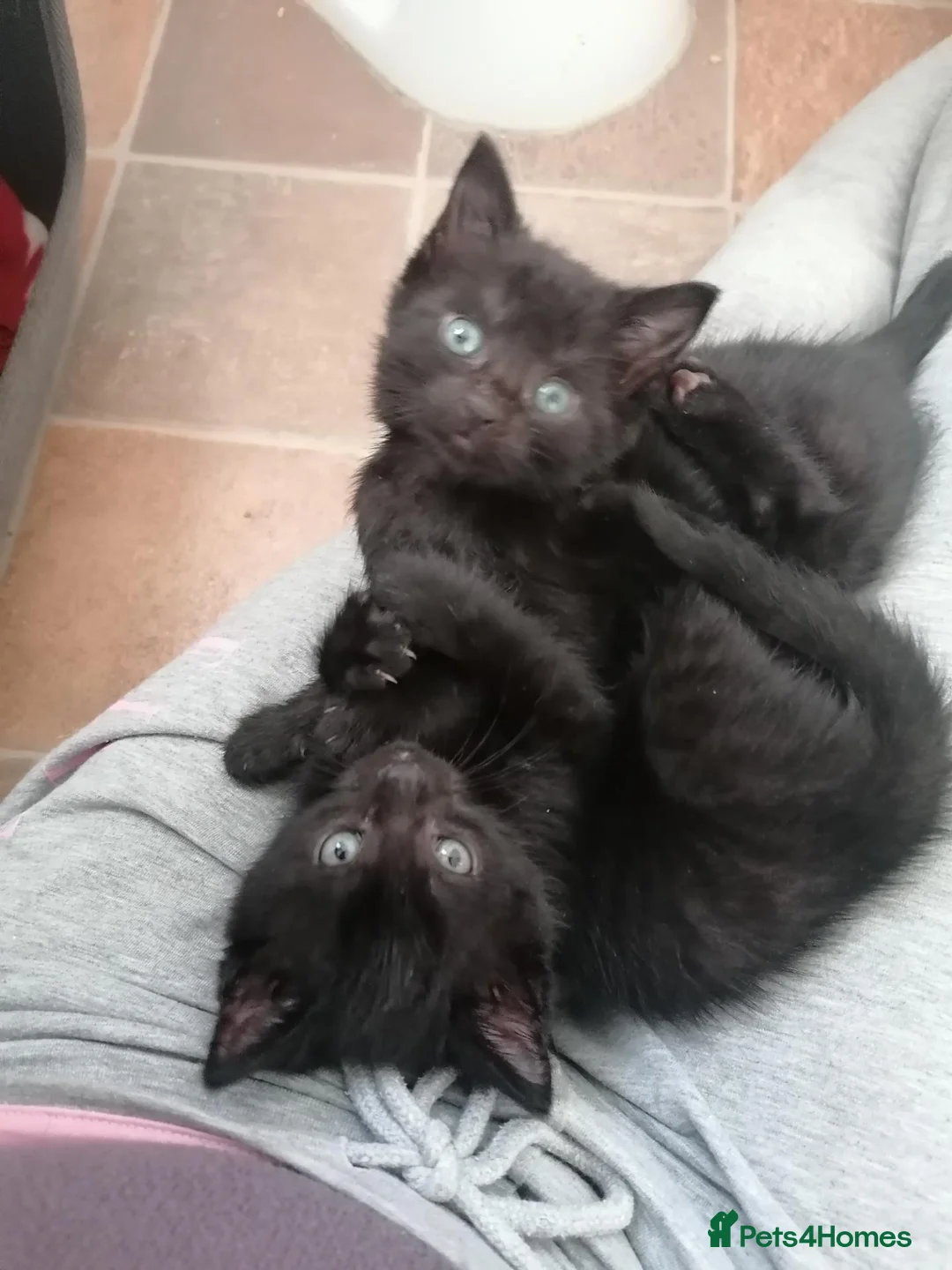 Mixed Breed cats for sale: 2 gorgeous hand reared orphan kittens in Radstock - Advert 1