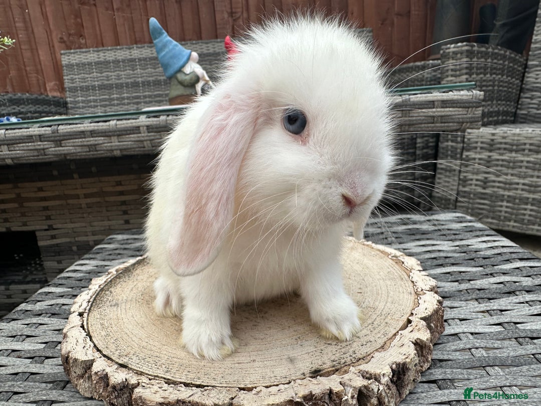 Mini Lop rabbits for sale: Stunning mini lops - Image 5
