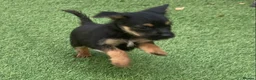 Jack Russell dogs for sale: Jack Russell puppies  - Advert 17