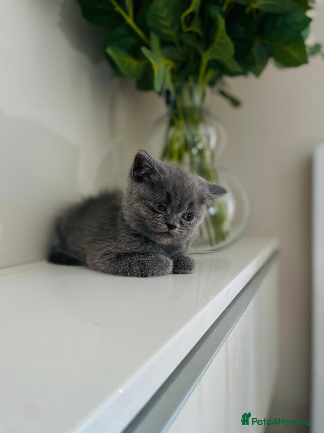 Scottish Fold cats for sale: Very Friendly Kittens, Pedigree Scottish Fold  - Advert 15