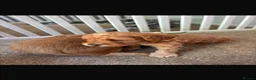 Cavapoo dogs for sale: F1b cavapoo  - Advert 14
