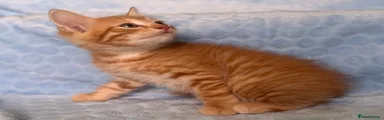Ginger male 2