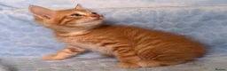 Mixed Breed cats for sale: BSH x Maine coon kittens (various prices) - Advert 24