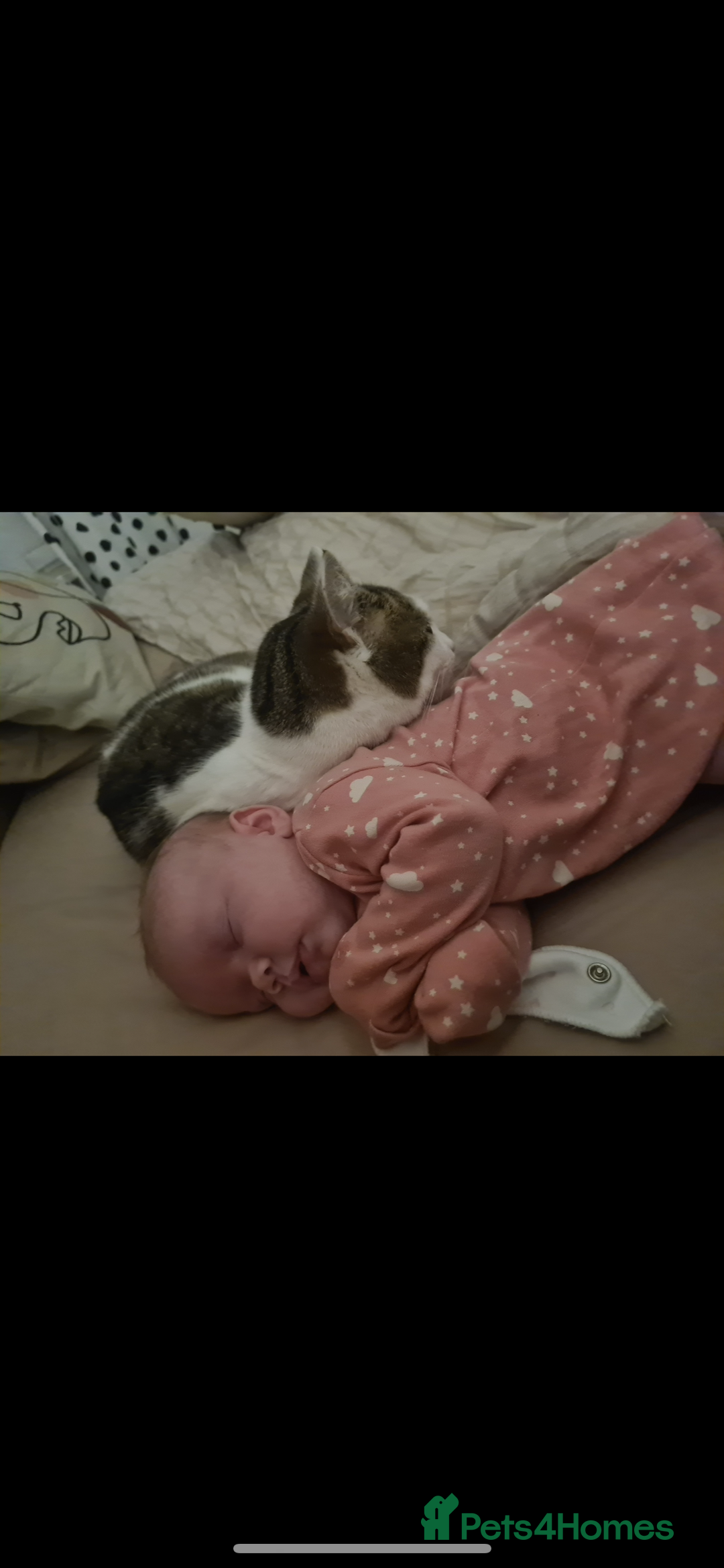 Mixed Breed cats for sale: Female cat  - Advert 6