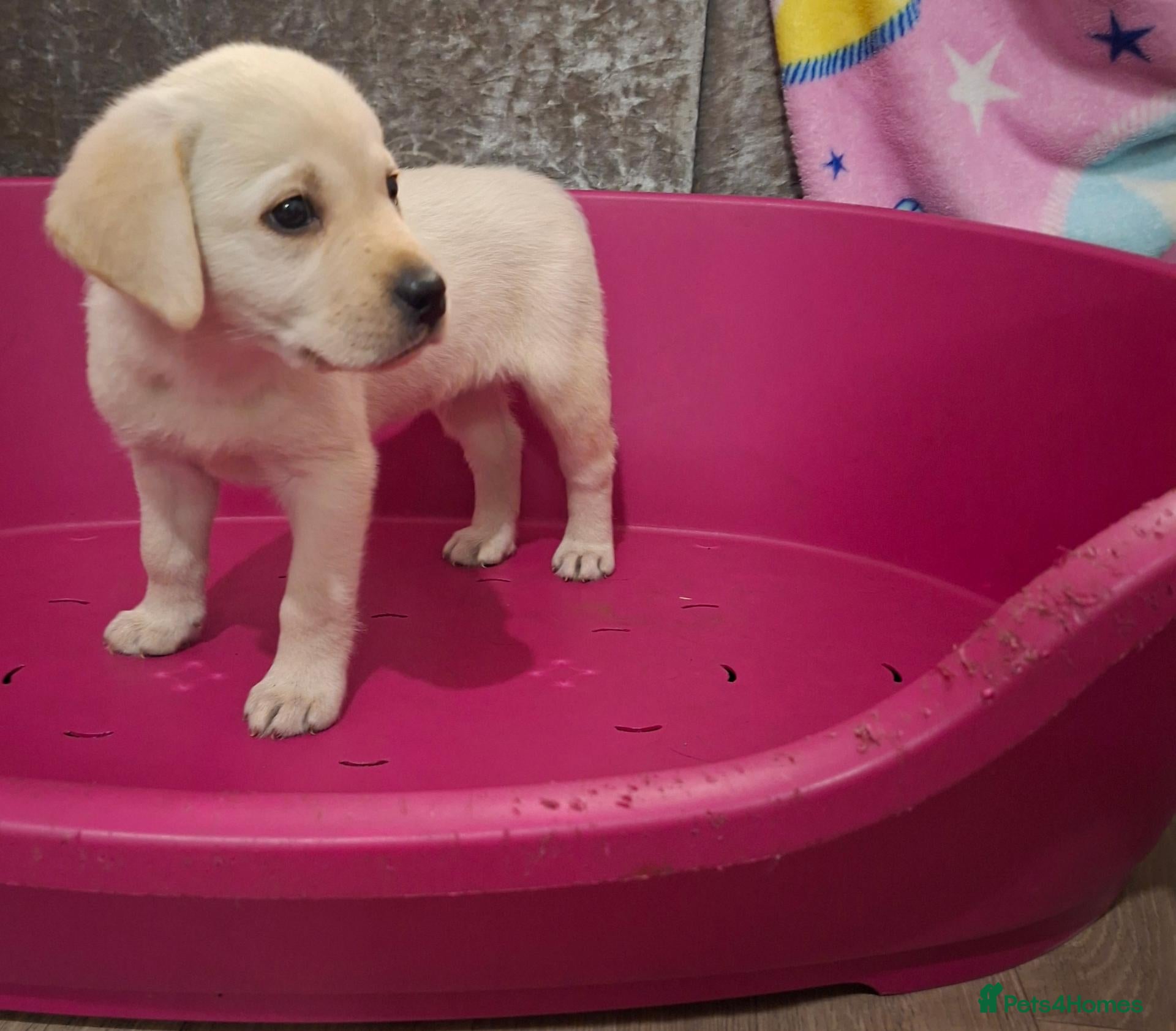 Labrador Retriever dogs Pedigree Labrador Puppies - Advert 14