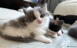 Mixed Breed cats for sale: Kittens for sale - Image 11