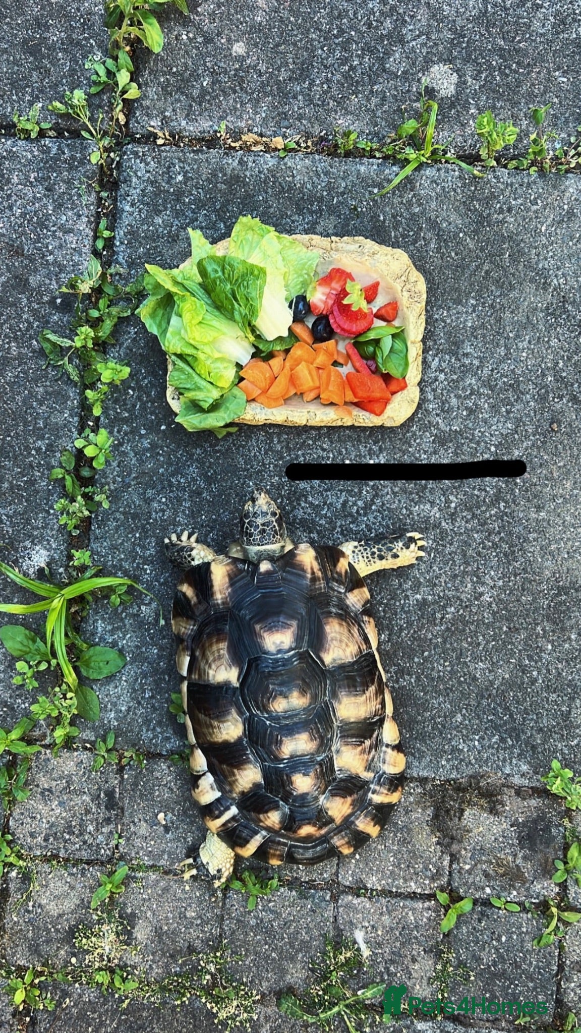 Tortoise reptiles Gorgeous marginated tortoise  - Advert 1