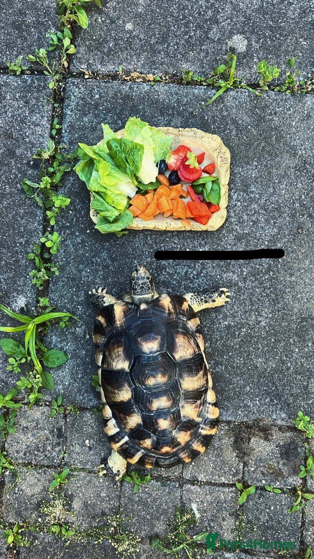 Tortoise reptiles for sale: Gorgeous marginated tortoise  - Advert 1