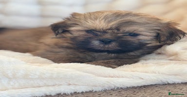 Shih Tzu dogs - Advert 8