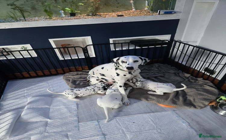 Dalmatian dogs - Advert 1