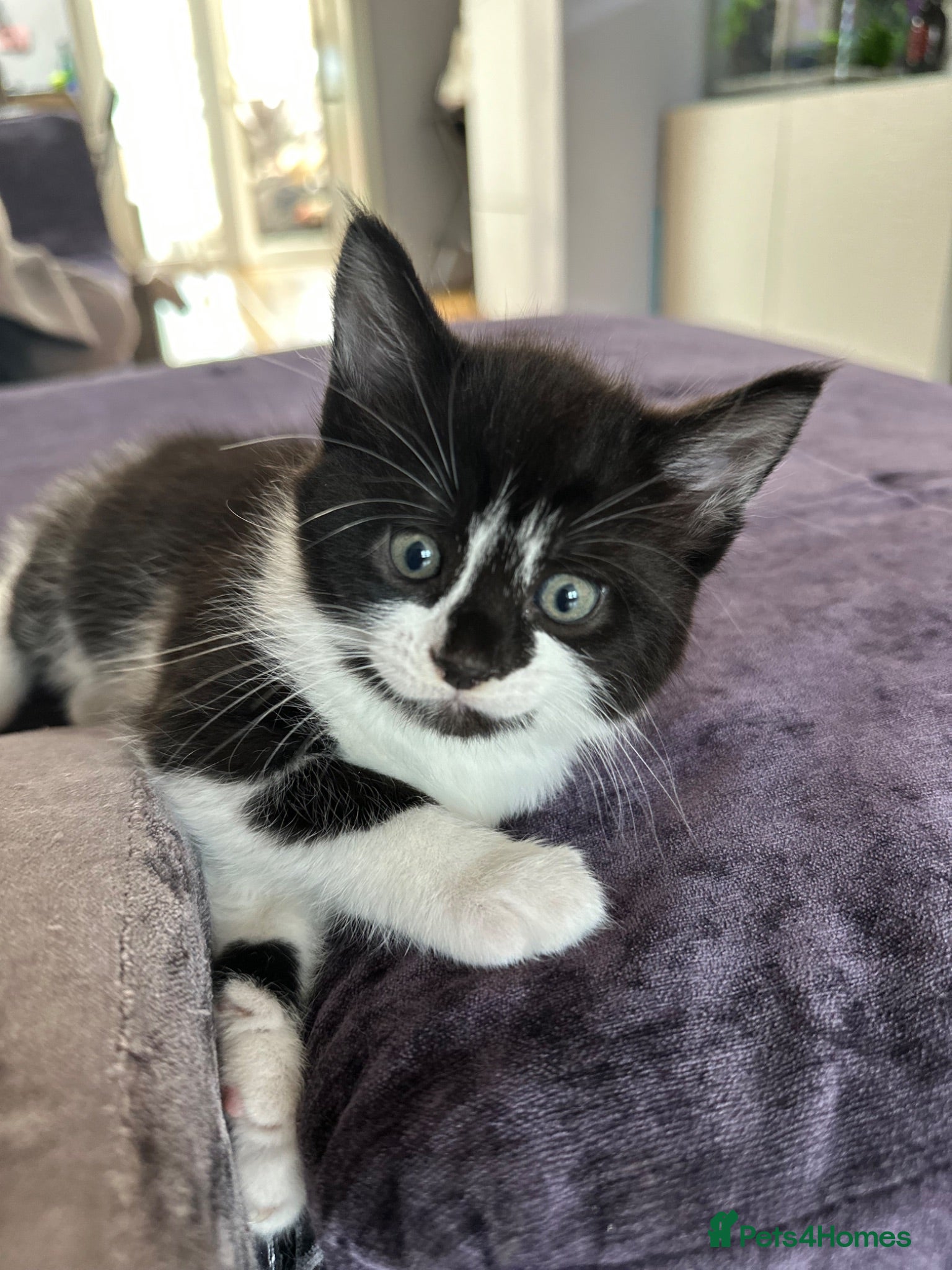 Turkish Angora cats Beautiful kitten looking for a new loving home - Advert 3