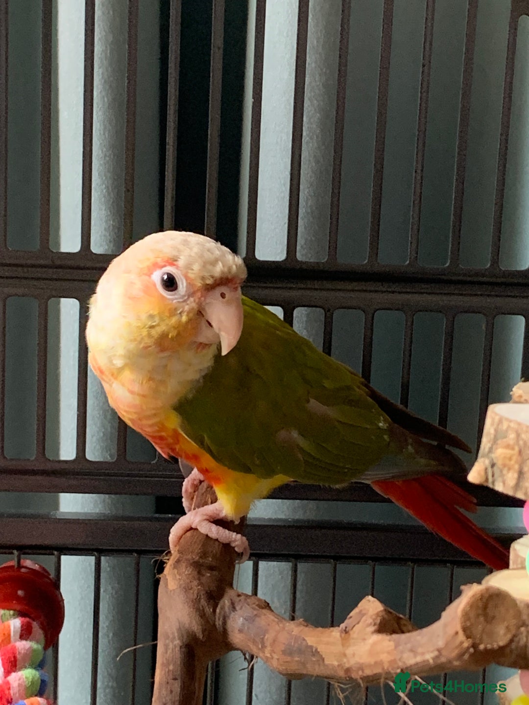 Conures birds for sale: Male & Female Red Factor Pineapple Conures - Image 8