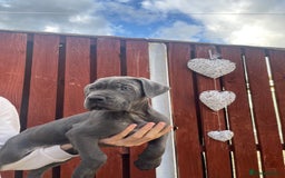 Cane Corso dogs for sale: cane corso pups - Image 7