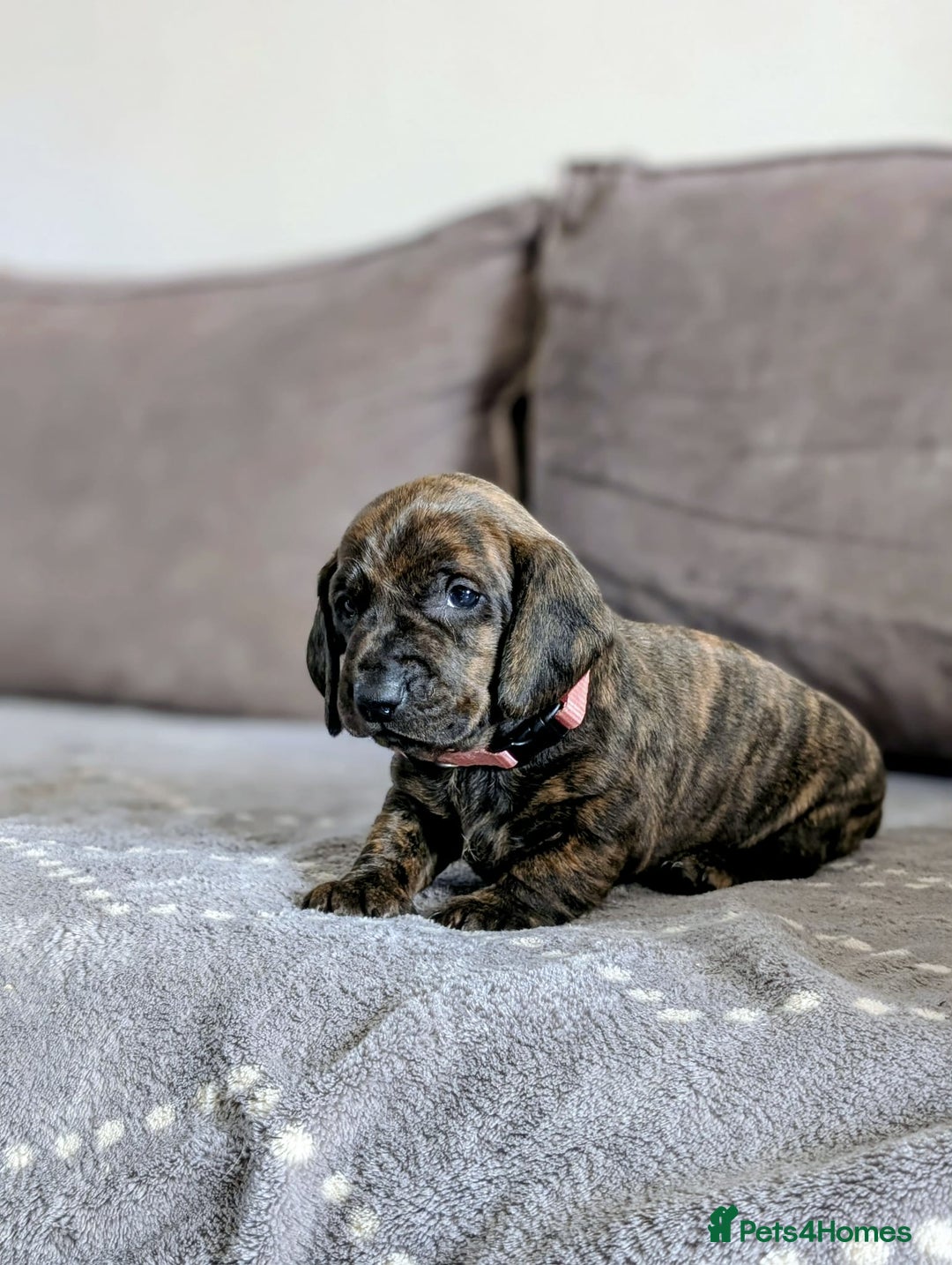 Dachshund dogs for sale: Champions Line/Show Quality Standard Dachshund - Advert 14