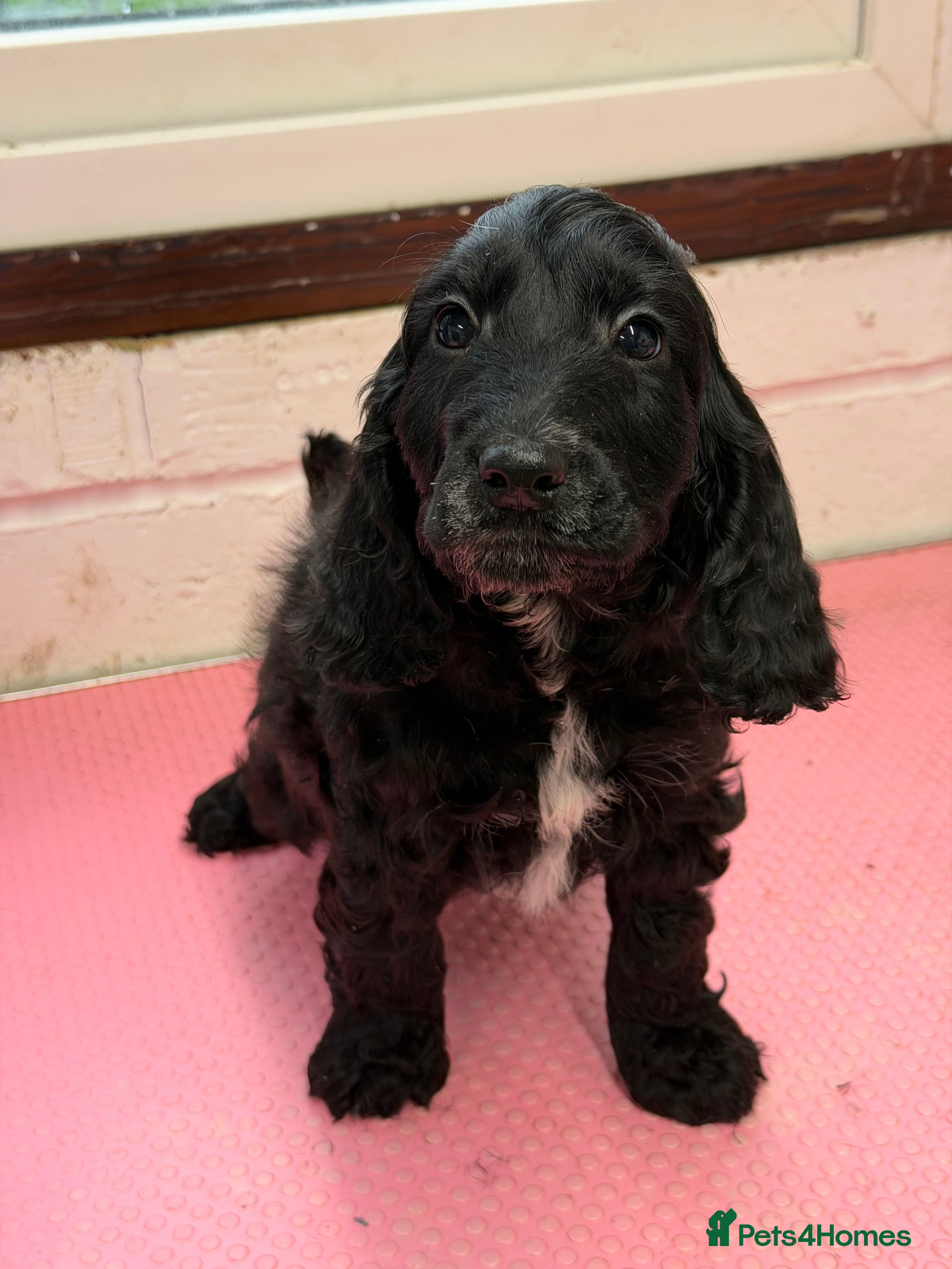 Cockapoo dogs Last boy available  - Advert 10