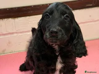 Cockapoo dogs Last boy available - Advert 10