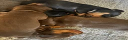 Miniature Dachshund dogs for sale: Beautiful well socialised Miniature Dachshunds in Tamworth - Advert 15