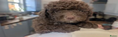 Pomapoo 3