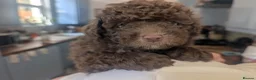 Pomapoo dogs for sale: 4 delightful pomapoo puppies for sale in London - Advert 5