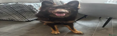 German Shepherd 1