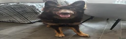 German Shepherd dogs for sale: chocolate german shepherd  - Advert 2