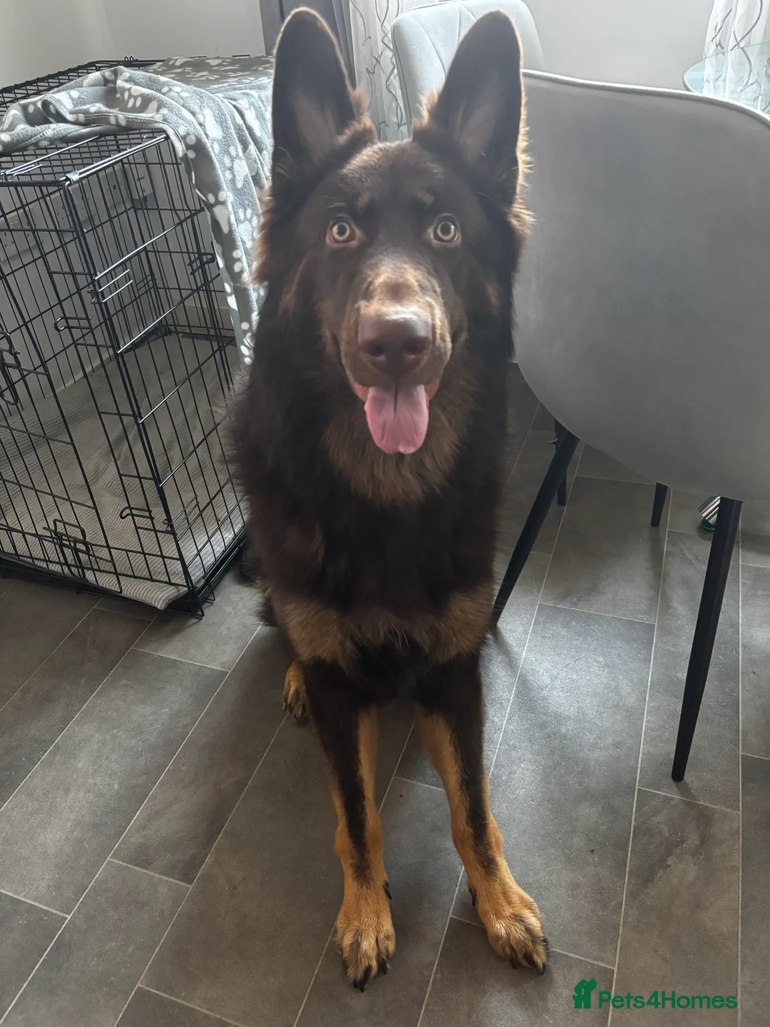 German Shepherd dogs for sale: chocolate german shepherd  - Advert 2