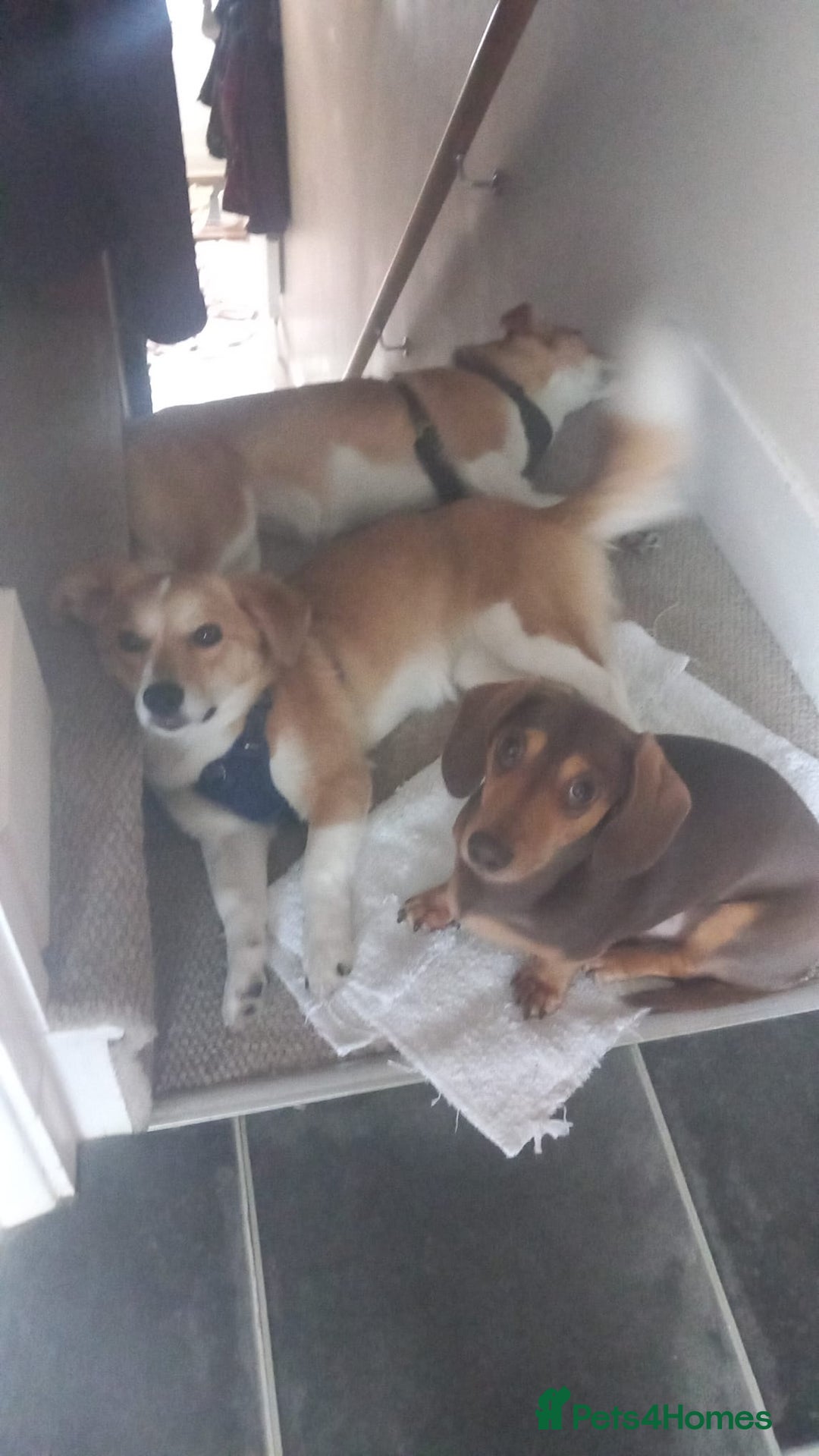 Mixed Breed dogs for adoption: ❤️MEYA&KALLIE❤️-2 SMALL SISTERS SEEK A KIND HOME - Advert 16