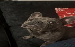 French Bulldog dogs for sale: 2x French bulldog  - Image 4