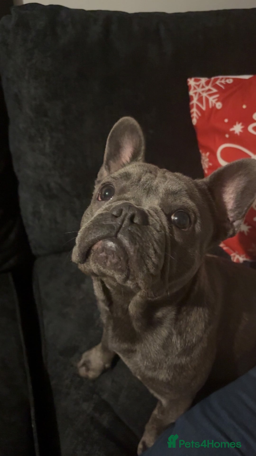 French Bulldog dogs for sale: 2x French bulldog  - Image 4