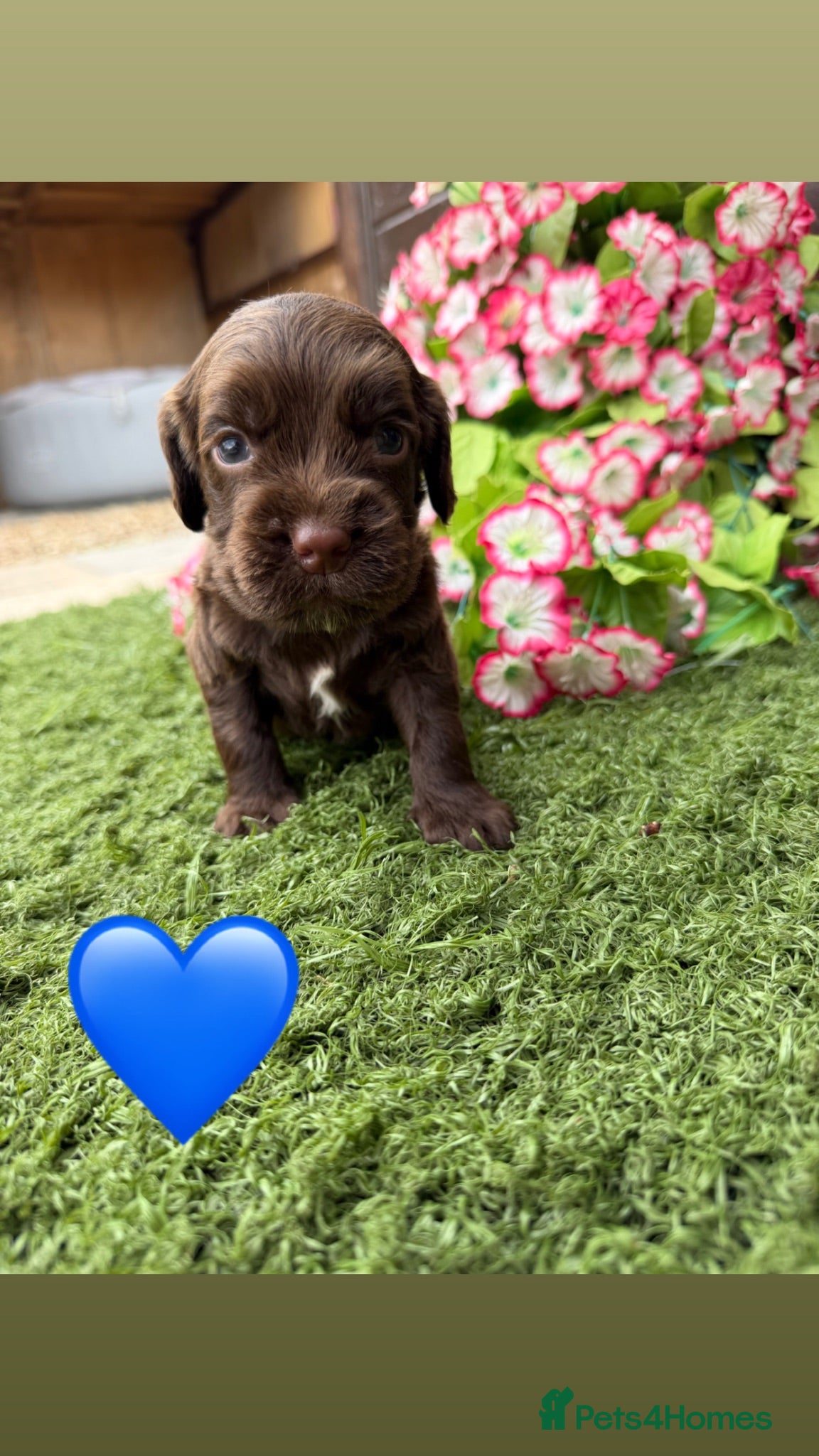 Cocker Spaniel dogs Cocker spaniel pups  - Advert 3