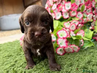 Cocker Spaniel dogs Cocker spaniel pups - Advert 1