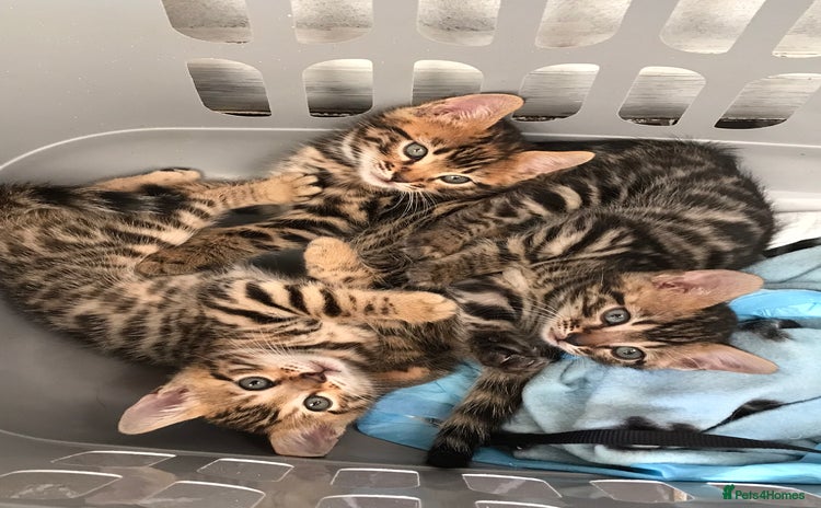 Bengal cats - Advert 9