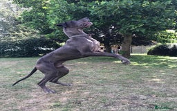 Great Dane dogs for sale: Welcome tothe world KC Registered Champ Bloodlines in Maidstone - Image 3