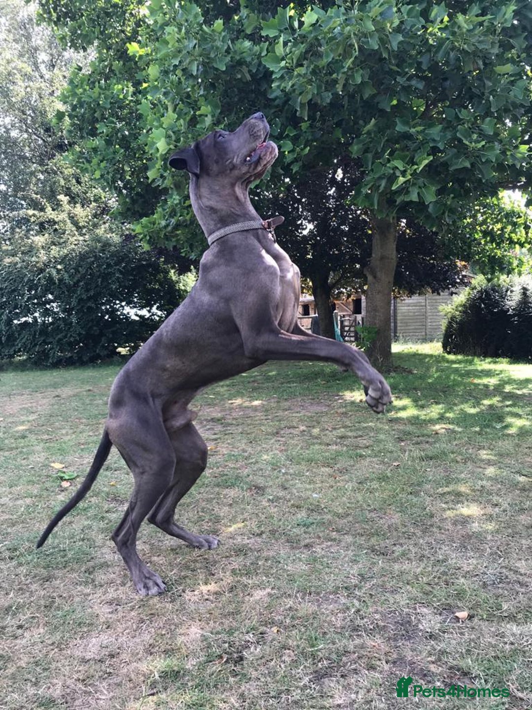 Great Dane dogs for sale: Welcome tothe world KC Registered Champ Bloodlines in Maidstone - Image 3