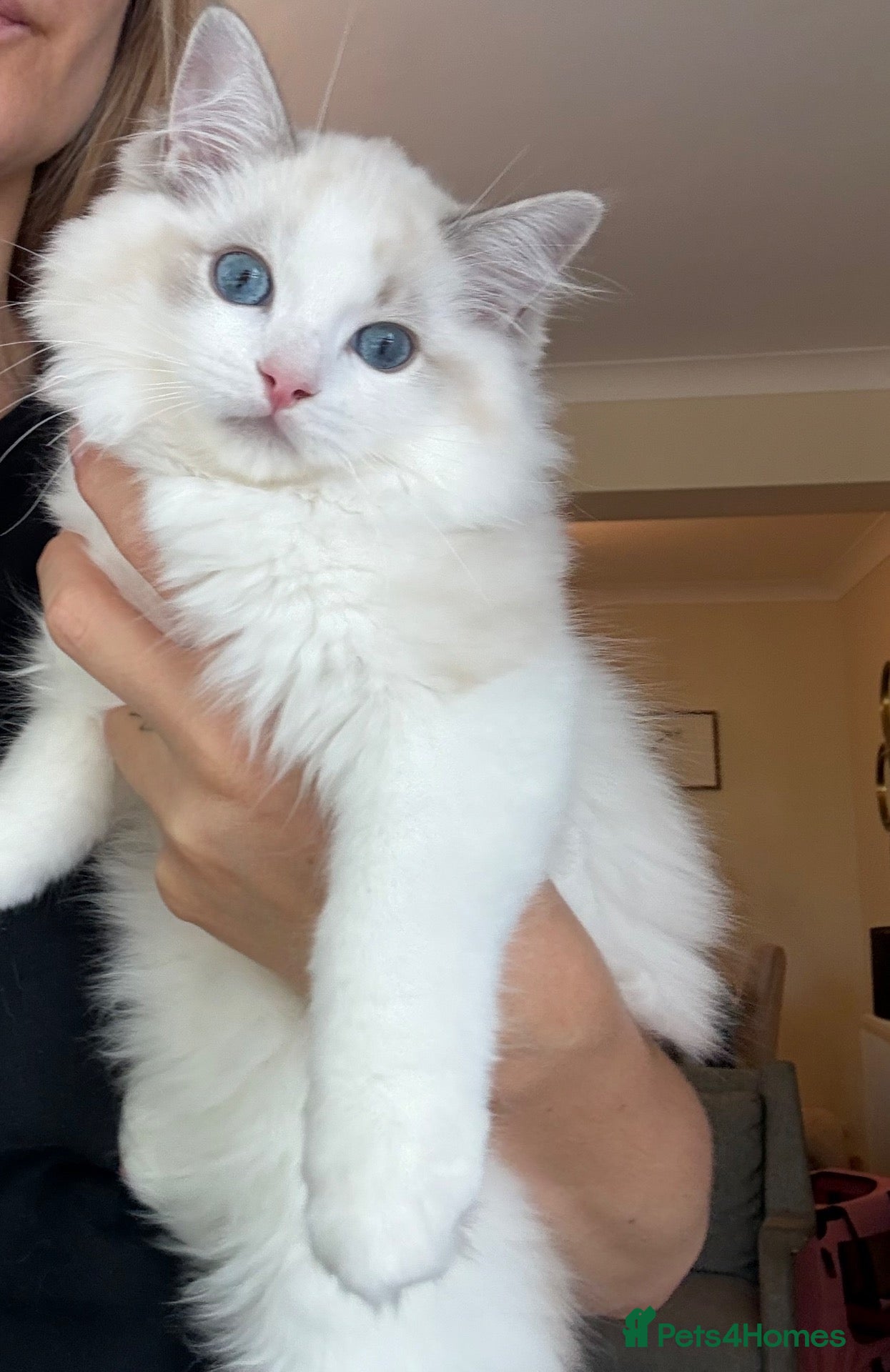 Ragdoll cats Gorgeous Tica registered Ragdoll kittens - Advert 8