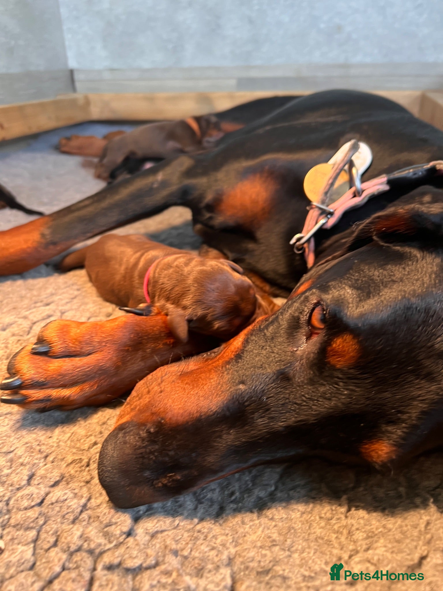Dobermann dogs health tested Kc Reg dobermann puppies - Advert 1