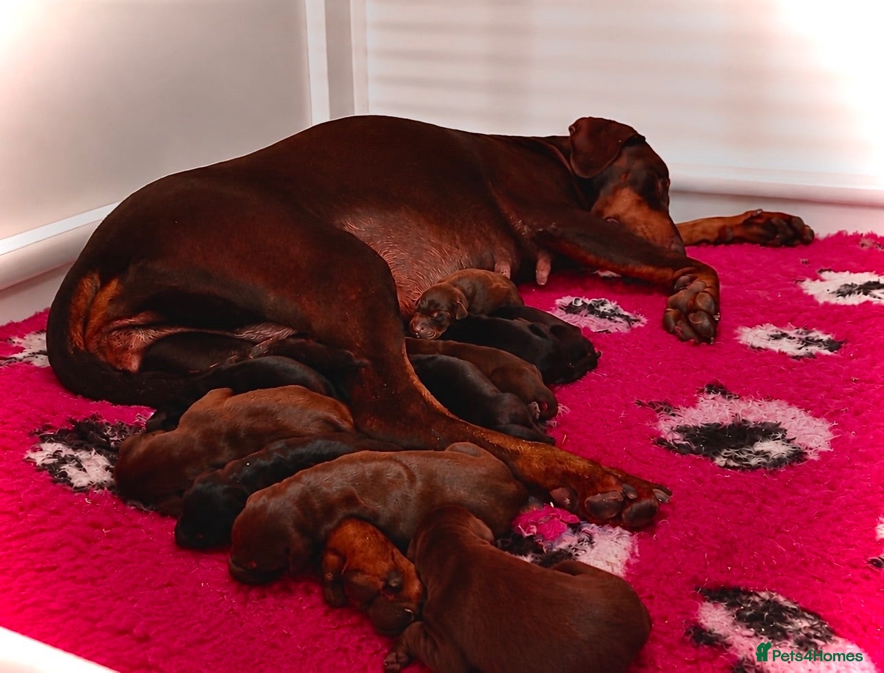 Dobermann dogs     ✨Carefully Planned KC Registered litter ✨  - Advert 4