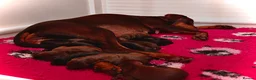 Dobermann dogs for sale:     ✨Carefully Planned KC Registered litter ✨  - Advert 11