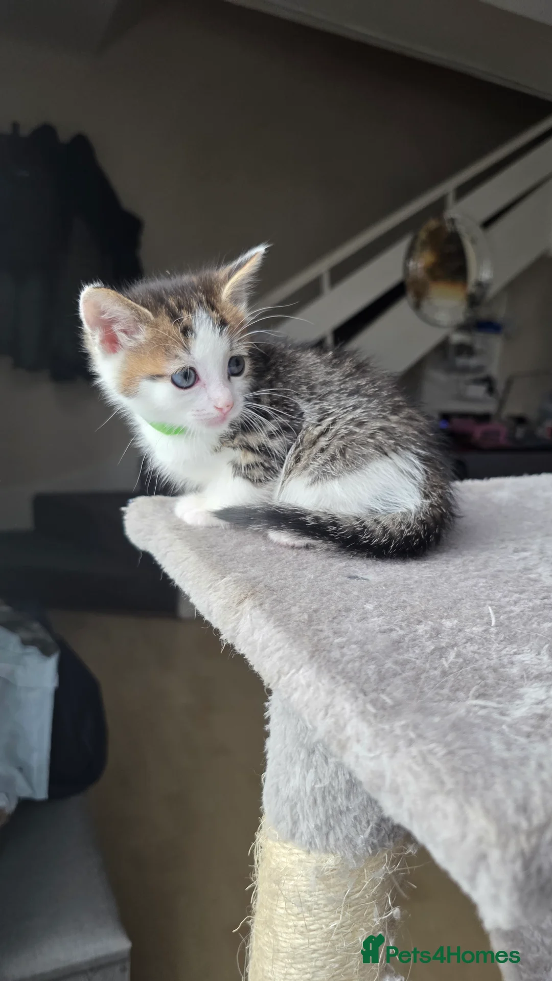 Ragdoll cats for sale: 🐱 Ragdoll Mix Kittens – Ready Soon! - Advert 2