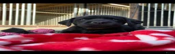 Labrador Retriever dogs for sale: Extensively health tested kc reg Labrador puppies. - Advert 9