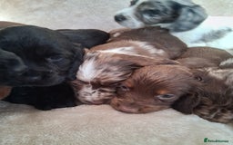 Cocker Spaniel dogs for sale: Cocker spaniel puppies  - Image 6