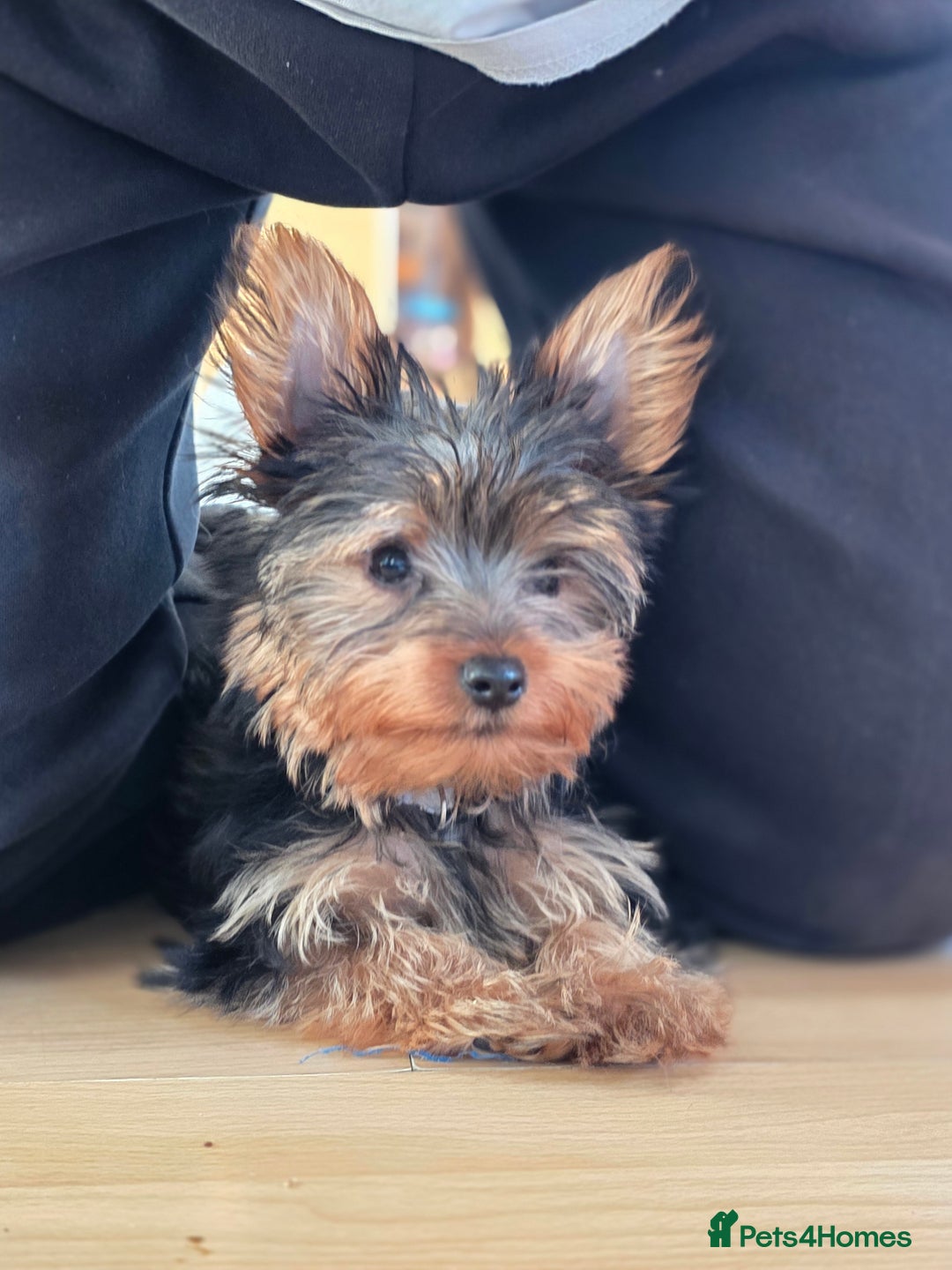 Yorkshire Terrier dogs for sale: 🌸 🐶Last Adorable Puppies (boy) READY TO GO 🌸 - Advert 16