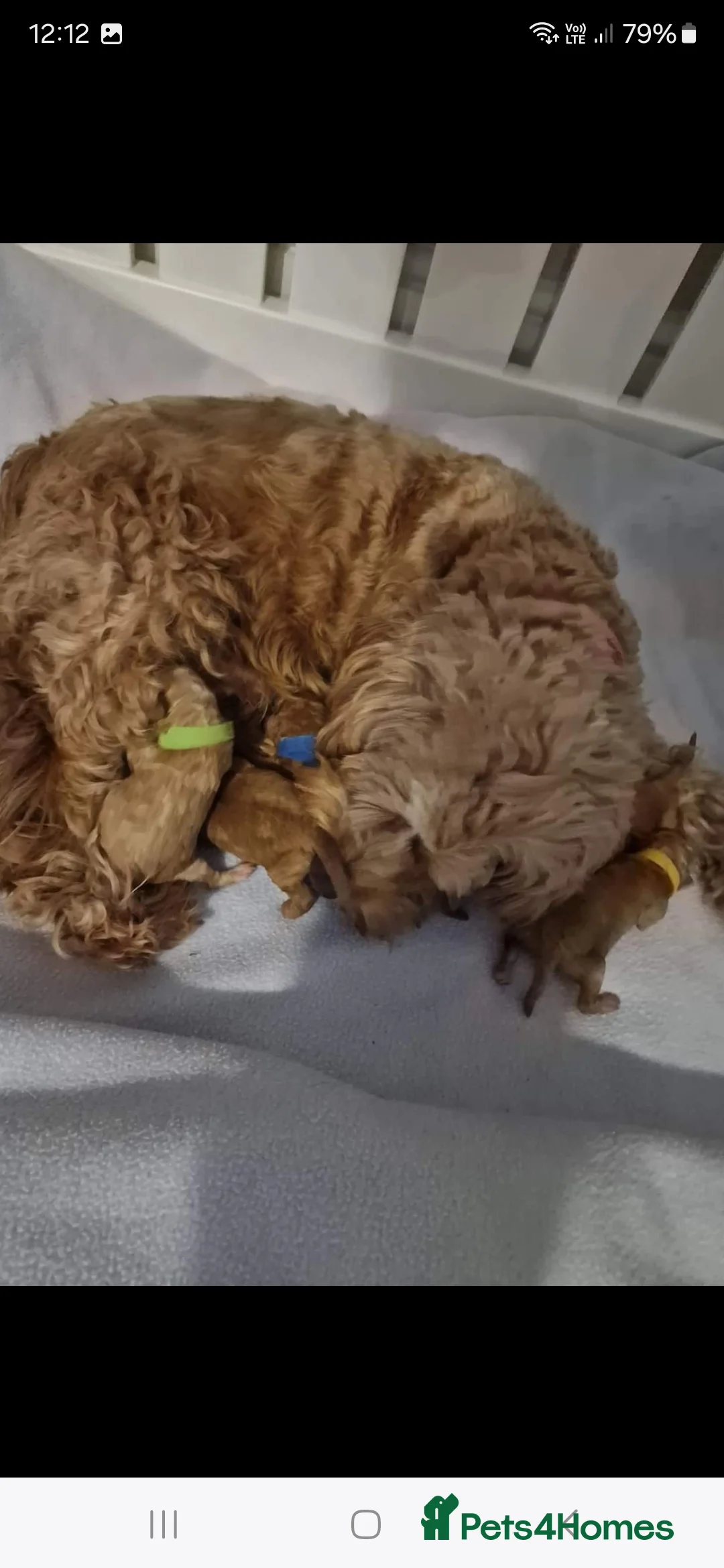 Toy Poodle dogs for stud: toy poodle short notice DNA clear PRA in Nottingham - Advert 15