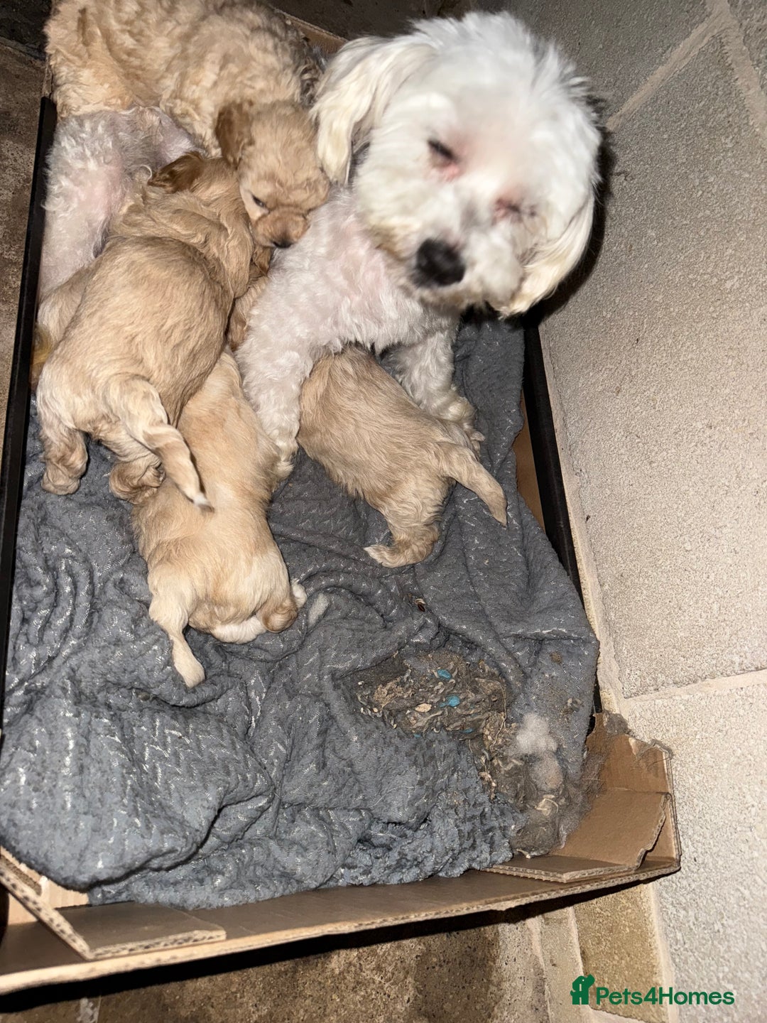 Maltipoo dogs for sale: Maltipoo  - Image 4