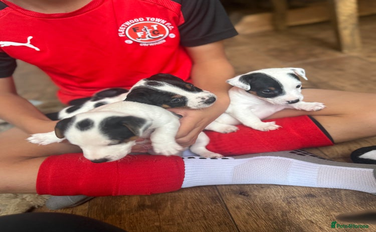Jack Russell dogs - Advert 7