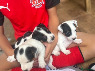 Jack Russell dogs - Advert 4